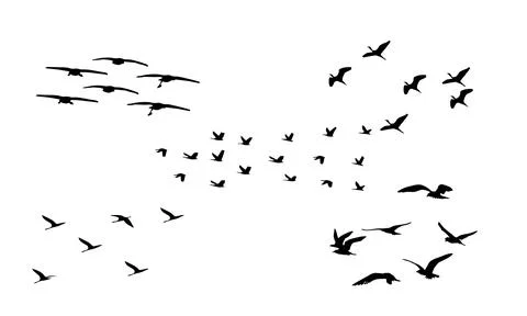 Flying Birds Vector Collection Stock Illustration