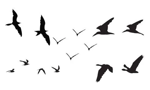 Flying Birds Vector Collection Stock Illustration