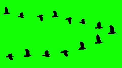 Flying birds wedge flock silhouette animation on chroma key green screen - new Stock Footage