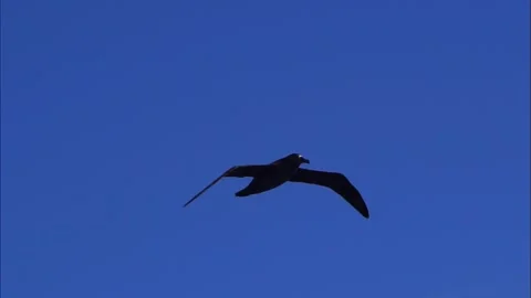 Flying Black-footed Albatross Over the Sea: Slow Motion Видео 332760928