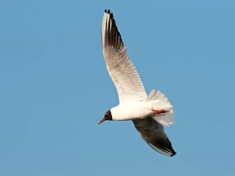 Flying black headed gull Stock Photos