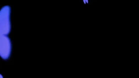 Flying Blue Butterfly Motion Transition 4K Overlay Black Screen Stock Footage 289913299