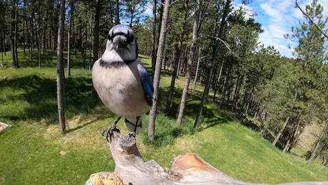 Flying Blue Jay landing &amp; takeoff in real time Stock Footage 111779989
