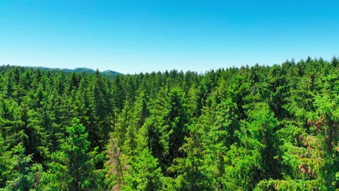 Flying from blue sky down into a forest Stock Footage 315751025