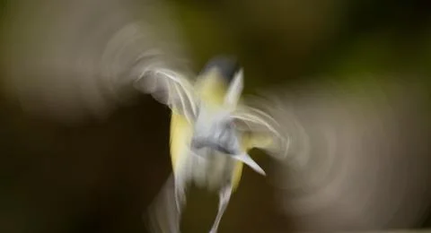 A flying blue tit Stock Photos