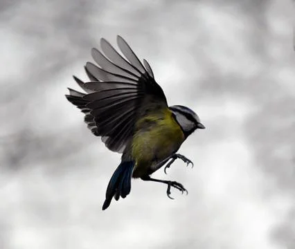 Flying Blue Tit Stock Photos