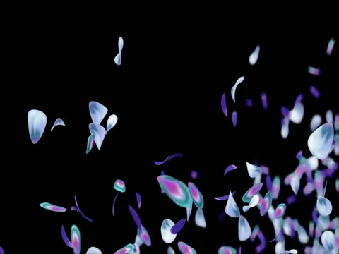 Flying Blurry Blue Purple Violet Flower Petals Placeholder Alpha matte Loop 4k Stock Footage 73157430