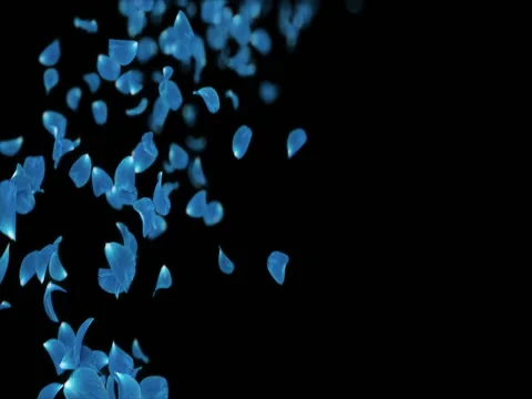 Flying Blurry Light Blue Rose Flower Petals Placeholder Alpha matte Loop 4k Stock Footage 71897857