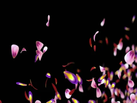 Flying Blurry Red Pink sakura Flower Petals Placeholder Alpha matte Loop 4k Video stock 71897646