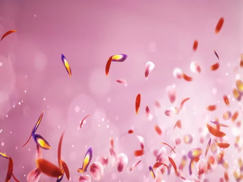 Flying Blurry Romantic Red Pink Purple sakura Flower Petals Placeholder Loop 4k Stock Footage 71413076