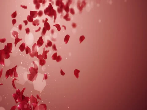 Flying Blurry Romantic Red Rose Flower Petals Falling Placeholder Loop 4k Stock Footage 71429705