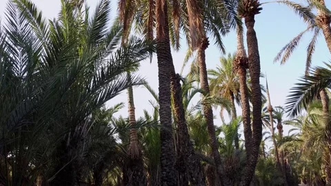 Flying from the bottom to the top of a group of palm trees 스톡 동영상 138234065