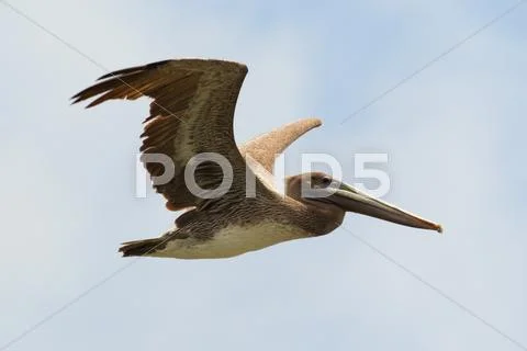 Flying Brown Pelican Against Blue Sky Shot On Ecuadorian Coasts Stock Photos