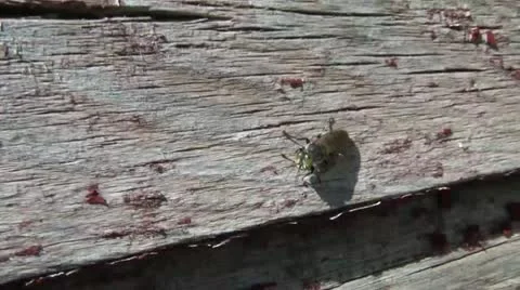 Flying Bug on Farm Closeup Vidéo 12580375
