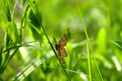 Flying bug in the grass Foto stock