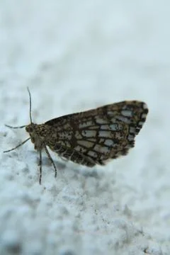 Flying bug Foto stock