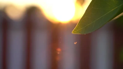 Flying bugs or pest around sweet bay leaf Stock-Footage 134931577