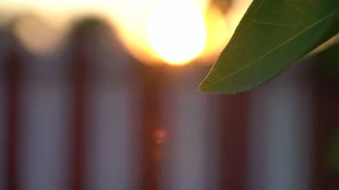 Flying bugs or pest around sweet bay leaf Stock Footage 171782764