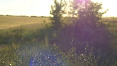 Flying Bugs Over Field 스톡 동영상 70989207