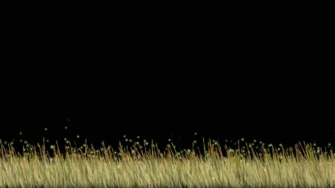 Flying bugs over grass meadow with night background Stock Footage 160468016
