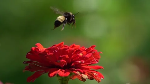 Flying Bumble Bee and Red Flower Video stock 243190885