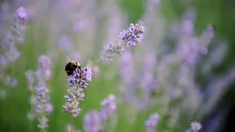 Flying bumble-bee gathering pollen from lavender blossoms, Slow motion Stock Footage 178043343