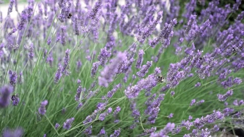 Flying bumble-bee gathering pollen from lavender blossoms. Close up Slow Motion Stock Footage 201965857