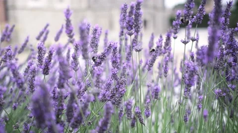 Flying bumble-bee gathering pollen from lavender blossoms. Close up Slow Motion Stock Footage 202135859