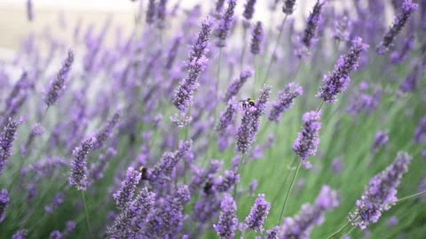 Flying bumble-bee gathering pollen from lavender blossoms. Close up Slow Motion Stock Footage 202177106