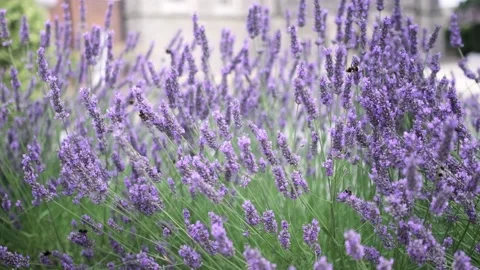 Flying bumble-bee gathering pollen from lavender blossoms. Close up Slow Motion Stock Footage 202212572