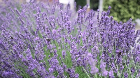 Flying bumble-bee gathering pollen from lavender blossoms. Close up Slow Motion Stock Footage 202212588
