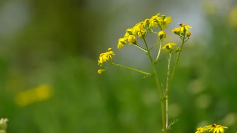 Flying bumble-bee gathering pollen from lavender blossoms. Filmed on high speed Stock Footage 270070749