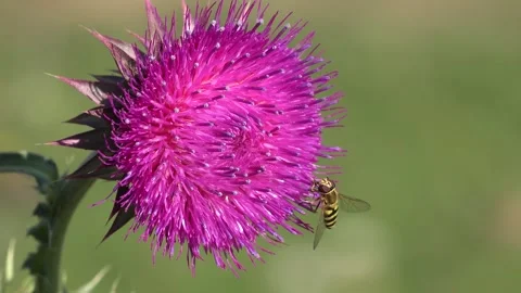 Flying Bumble Bees Insects Collecting Pollen Thorns Flower, Pollinating Thistles Video stock 336072016