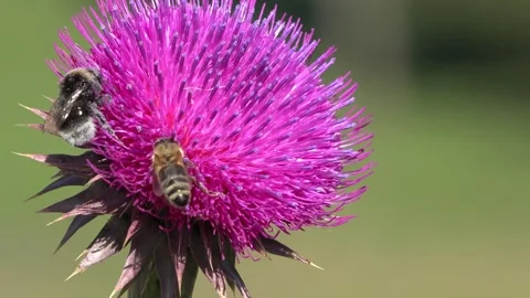 Flying Bumble Bees Insects Collecting Pollen Thorns Flower Pollinating Thistles Stock Footage 341388490