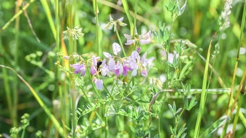 Of flying bumblebee on flowering meadow Stock Footage 220672278