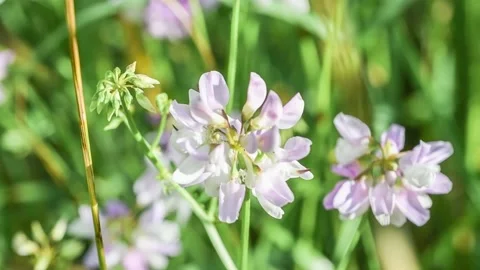 Flying bumblebee on flowering meadow Stock Footage 220672344
