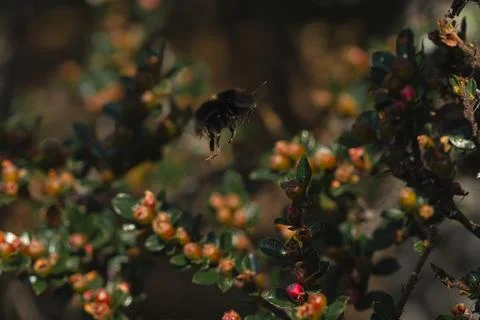 Flying bumblebee Fotos Stock