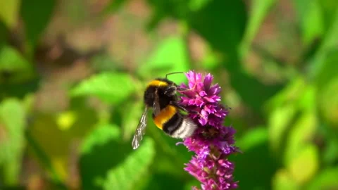 Flying bumblebee pollinating purple flower. Slow motion. Stock Footage 251573429