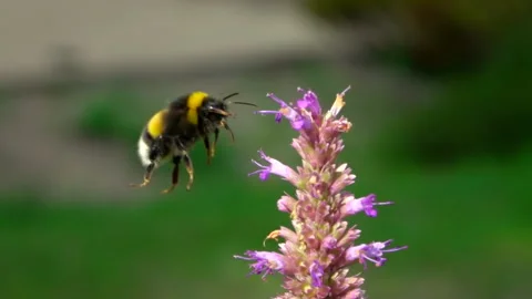 Flying bumblebee pollinating purple flower. Slow motion. 스톡 동영상 251573437