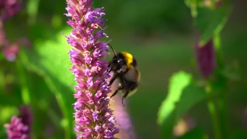 Flying bumblebee pollinating purple flower. Slow motion. 스톡 동영상 251573670