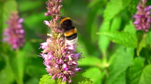 Flying bumblebee pollinating purple flower. Slow motion. 스톡 동영상 251573971