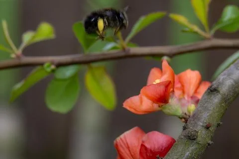 Flying bumblebee in spring garden near blooming red flowers Stock Photos