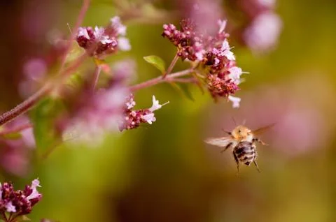 Flying bumblebee taking nectar Stock Photos