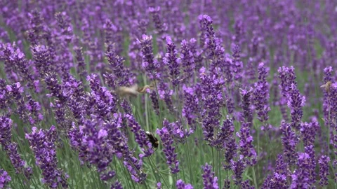 Flying bumblebees and bees among the swaying stems of lavender flowers Video stock 157338909