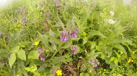Flying bumblebees in slow flight field among fragrant flowers, slow motion Stock Footage 37536952