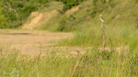 Flying Burrowing Owl Stock Footage 41258475