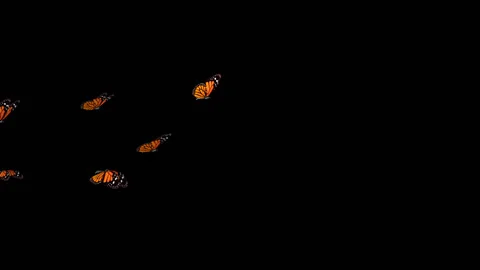 Flying Butterflies background Stock Footage 100648282