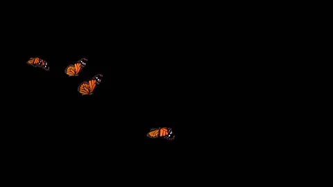Flying Butterflies background Stock Footage 100648289
