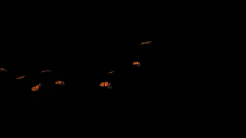 Flying Butterflies background Stock Footage 100648294