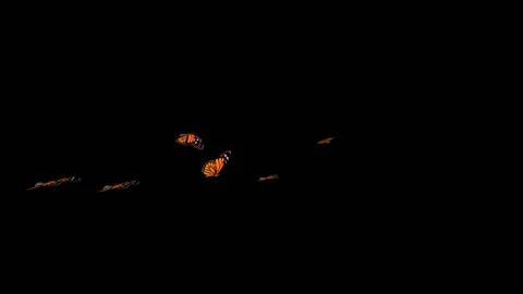 Flying Butterflies background Stock Footage 100648300